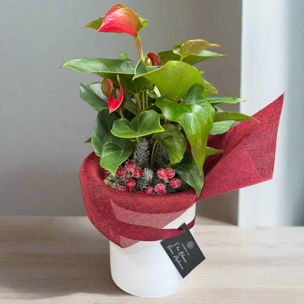 Anthurium Flower Christmas Plant