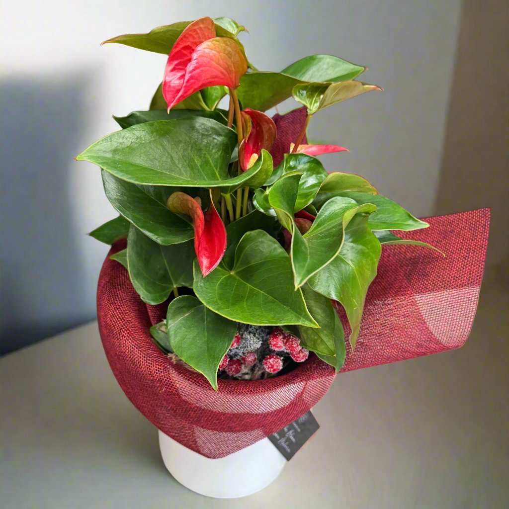 Anthurium Flower Christmas Plant