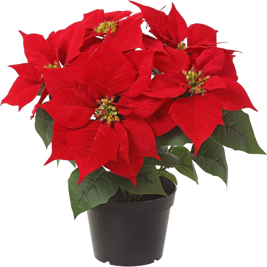 Poinsettia Plant - The Bloom Room 