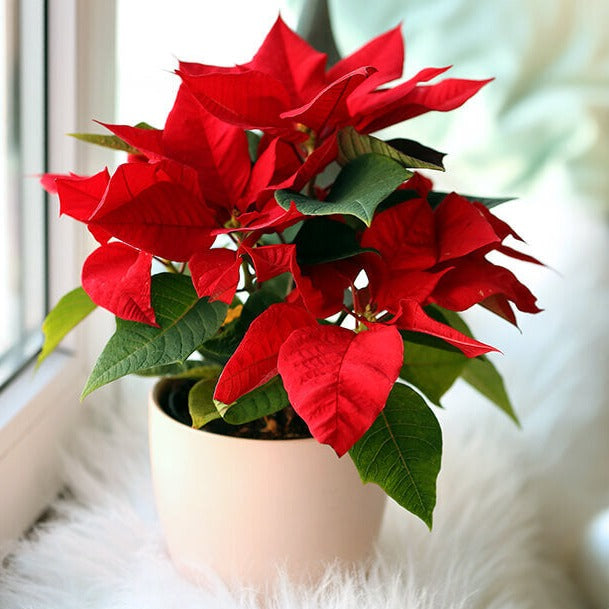 Poinsettia Plant - The Bloom Room 