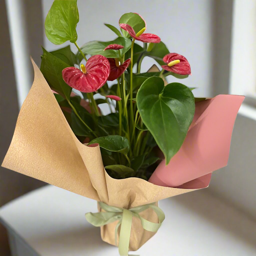 Anthurium Flower Plant - The Bloom Room 